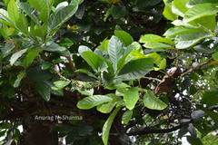 Coffea liberica